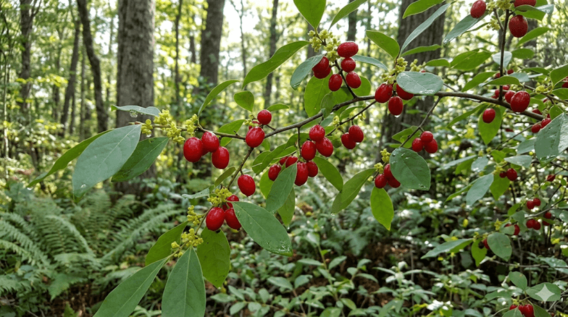 Spicebush (Berry Stage)